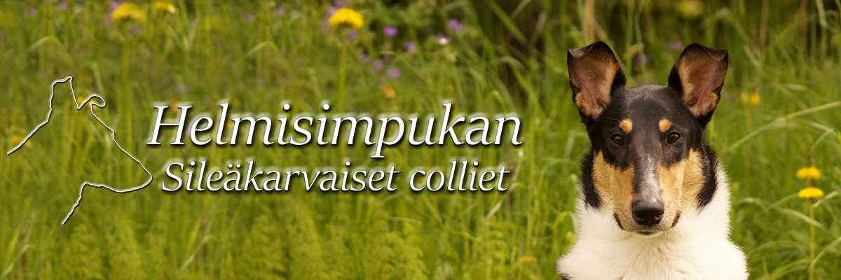 Helmisimpukan sileäkarvaiset colliet